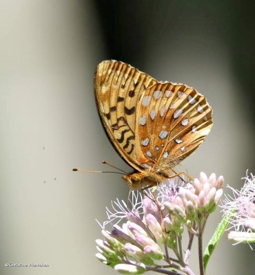 Great spangled fritillary  (<em>Speyeria cybele</em>)