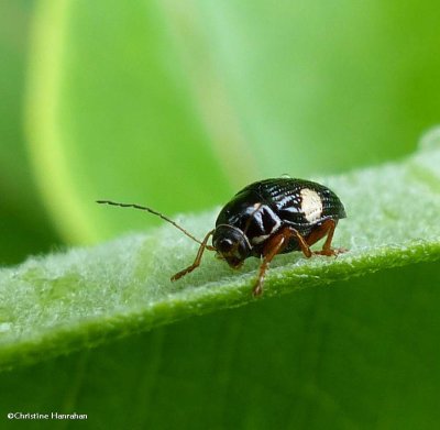 Case-bearing Leaf Beetles of Larose Forest (Family: Chrysomelidae, Subfamily: Cryptocephalinae)