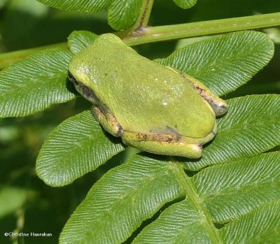 Gray treefrog (Hyla versicolor)