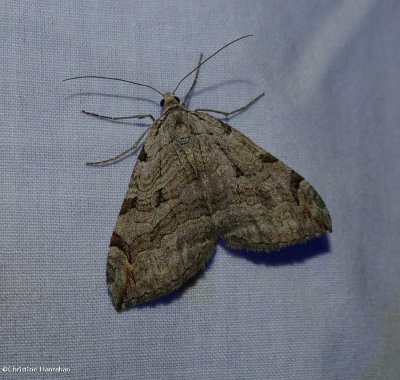 g10/50/883250/3/165951878.J6ipjCpd.jpg