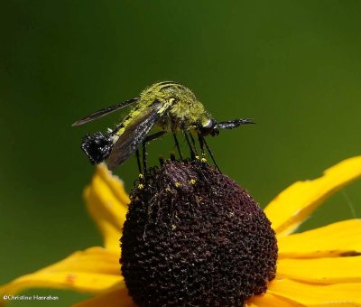 Bee fly (<em>Lepidophora lutea</em>)