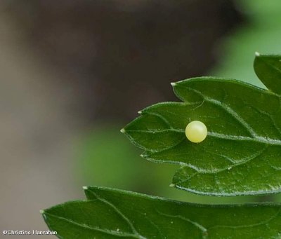 Black swallowtail butterfly egg  (<em>Papilio polyxenes</em>)