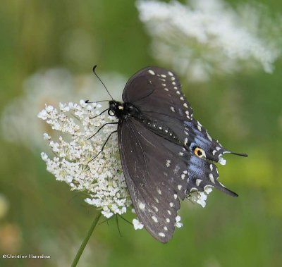 Black swallowtail butterfly, female  (<em>Papilio polyxenes</em>)