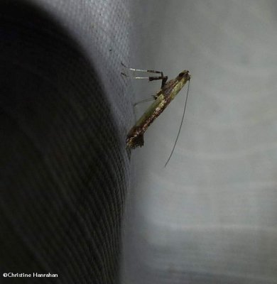 Leaf-blotch miner moth  (<em>Caloptilia</em>)