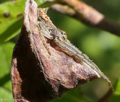 Crab spider, female  (<em>Tmarus</em> sp.)