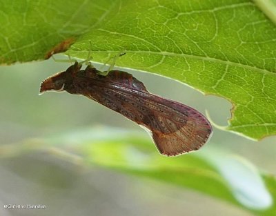 Derbid Planthopper (<em>Apache degeeri</em>)