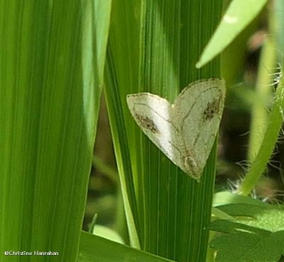 Spotted grass moth (<em>Rivula propinqualis</em>), #8404