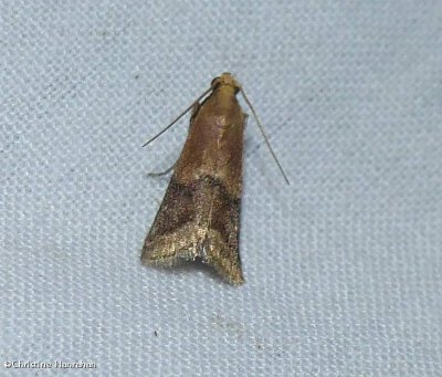 Broad-banded eulogia moth  (<em>Eulogia ochrifrontella</em>), #5999