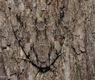 Youtful underwing moth (<em>Catocala subnata</em>), #8797