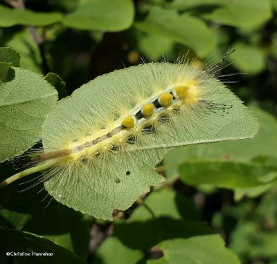 Definite tussock caterpillar (Orgyia definita), #8314