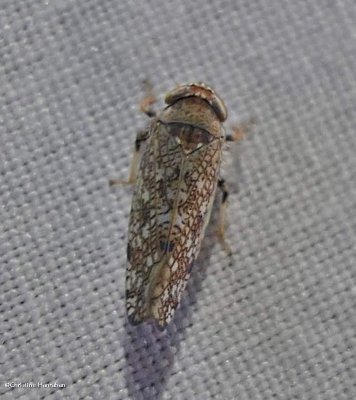 Japanese leafhopper (<em>Orientus ishidae</em>)