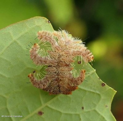 Hag moth caterpillar (Phobetron pithecium), #4677
