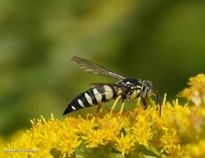 Sand Wasps (Family: Crabronidae, Subfamily Bembicinae)