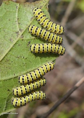 Grapeleaf skeletonizer moth caterpillars (Harrisina americana), #4624