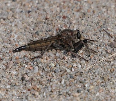 Robber fly (Proctacanthus)