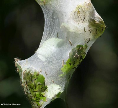 Fall webworm moth caterpillars (Hyphantria cunea), #8140
