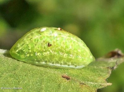 Yellow-shouldered slug moth caterpillar  (Lithacodes fasciola), #4665