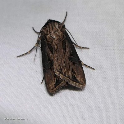 Venerable dart moth (<em>Agrotis venerabilis</em>), #10651