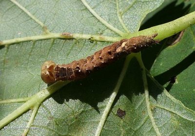 Black blotched schizura moth caterpillar  (Schizura leptinoides), #8011