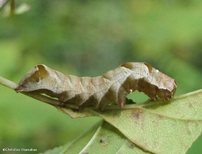 Hitched arches moth caterpillar   (Melanchra adjuncta), #10292