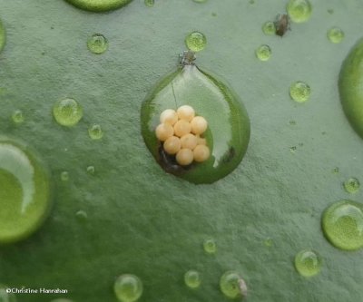 Waterlily Leaf Beetle eggs (<em>Galerucella nymphaeae</em>)