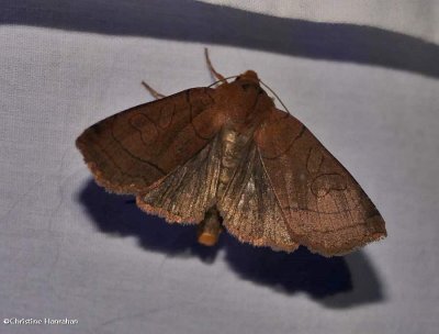 Unsated sallow moth (<em>Metaxaglaea inulta</em>), #9943