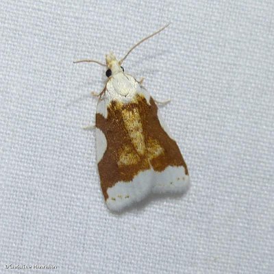 Aproned cenopis moth (<em>Cenopis niveana</em>)), #3727