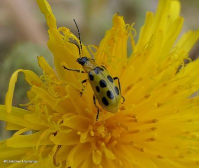 Spotted cucumber beetle (<em>Diabrotica undecimpunctata</em>)