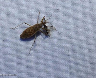 Damsel Bugs (Family: Nabidae)