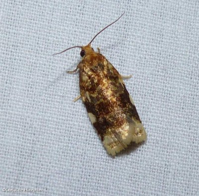 Fruit-tree leafroller moth (<em>Archips argyrospila</em>), #3648