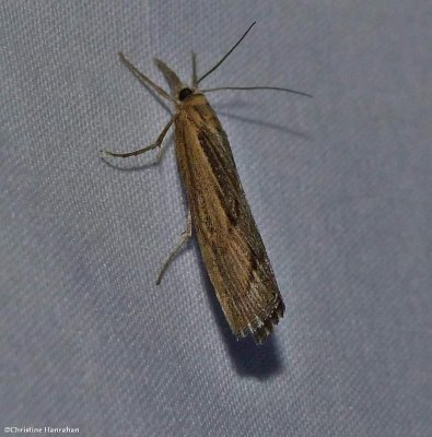 Sod webworm moth  (<em>Pediasia trisecta</em>), #5413