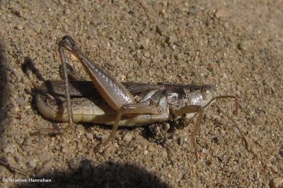 Pasture locust  (<em>Orphulella</em>)