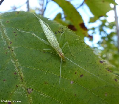 Narrow-winged tree cricket, female (<em>Oecanthus niveus</em>)