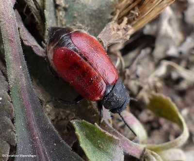 Blister beetle  (<em>Tricrania sanguinipennis</em>)