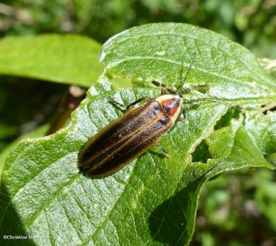 Firefly (<em>Photuris</em> sp.)