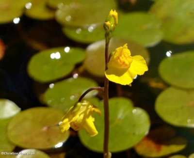 Bladderwort,Common (<em>Utricularia vulgaris</em>)