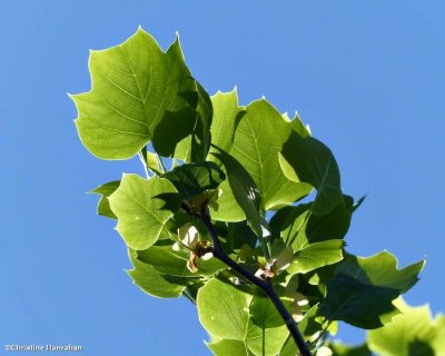 Tulip tree (<em>Liriodendron tulipifera</em>)