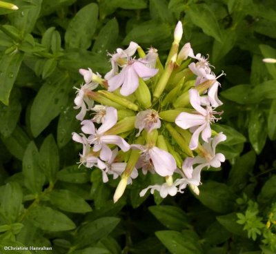 Bouncing bet (<em>Saponaria officinalis</em>)
