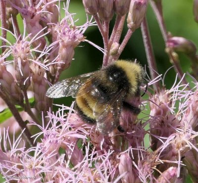 Yellow-banded bumble bee (<em>Bombus terricola</em>)