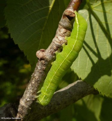 Speckled green fruitworm moth caterpillar (Orthosia hibisci), #10495
