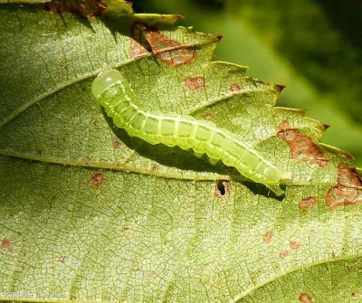 Sleeping balieya (Baileya dormitans), #8971