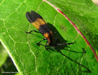 Net-winged beetle (Calopteron reticulatum)