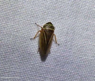 Leafhopper  (Aphrodes)