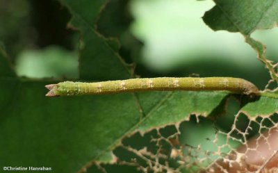 Pistachio emerald moth caterpillar  (Hethemia pistasciaria), #7084