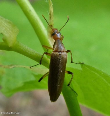 False Longhorn Beetles (Family: Stenotrachelidae)