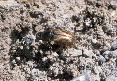 Scarab Beetles of Larose Forest (Family: Scarabaeidae)