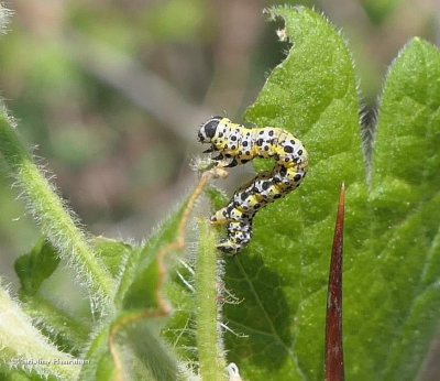 Currant spanworm moth caterpillar  (Speranza ribearia), #6274