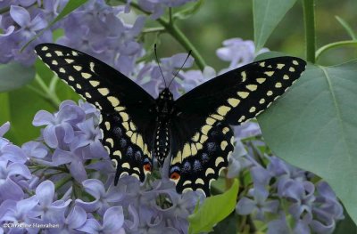 Black swallowtail butterfly