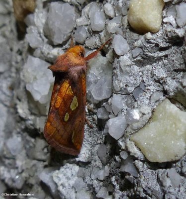 Putnams looper moth  (<em>Plusia putnami</em>), #8950