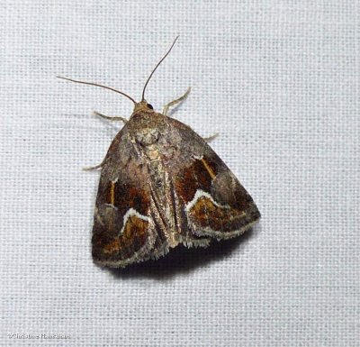 Bog deltote moth (<em>Deltote bellicula</em>), #9046